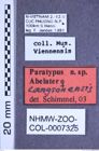 Etiketten zu Abelater langsonensis (NHMW-ZOO-COL-0007325)